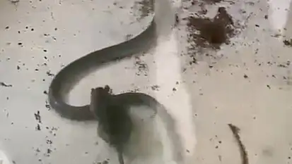 Yılan ve farenin kavgası kameraya yansıdı