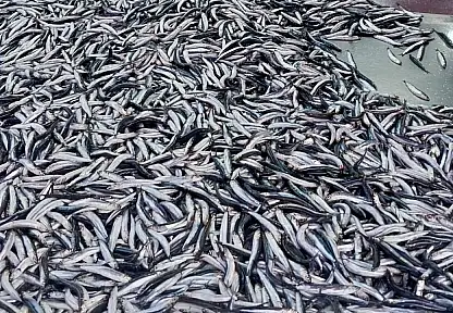 Fiyatlar asansör misali