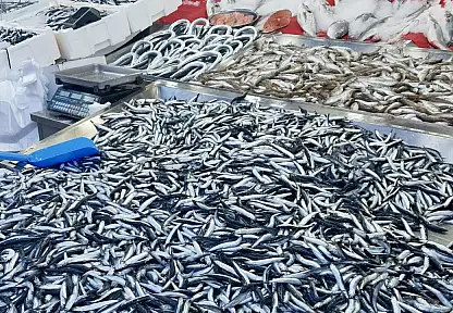 Hamsi tezgahta 100'üyor