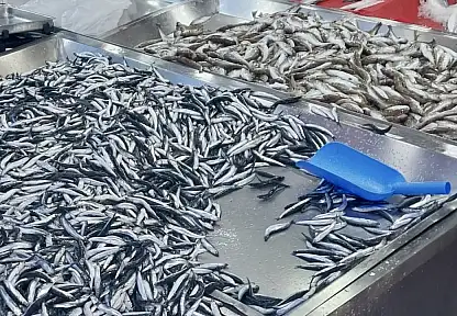 Hamsiye mezgite doyacaksınız