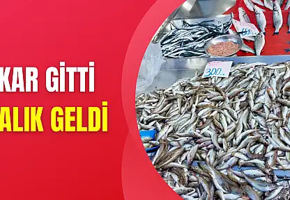 Tekir bugün çok farklı