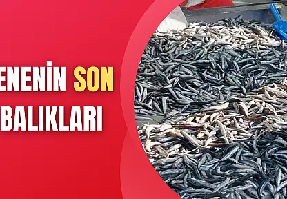Yılın son balıkları satışta