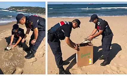 Yaralı martıya jandarma şefkati