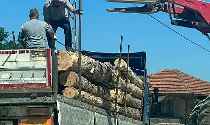 50 çam ağacımız göz göre göre kesildi!