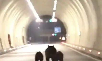 Bartın'da ayılar tünele girdi