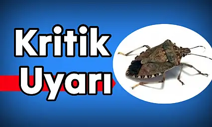 Dikkat, Kokarca yoğunluğunda artış