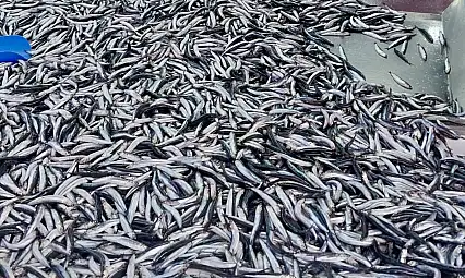 Fiyatlar asansör misali