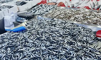 Hamsi tezgahta 100'üyor