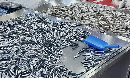 Hamsiye mezgite doyacaksınız