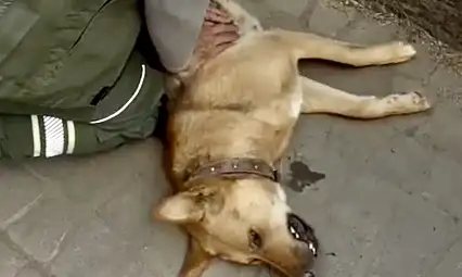 Köpeği hayata döndürmeye çalıştı