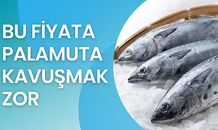 Palamut bir göründü pir göründü