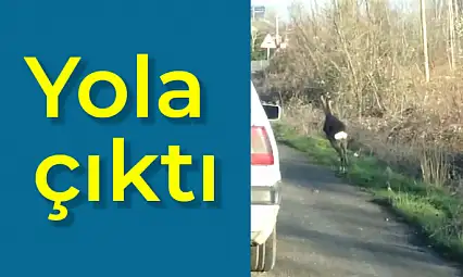 Yola çıkan karaca böyle görüntülendi