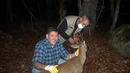 Yaralanan karaca tedavi edildi