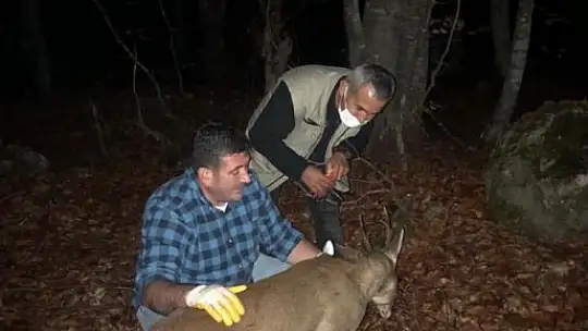 Yaralanan karaca tedavi edildi
