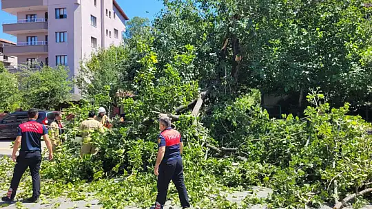 Çocukların üzerine ağaç devrildi