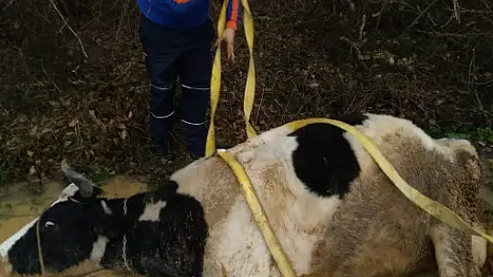 Çamura saplanan inek mahsur kaldı