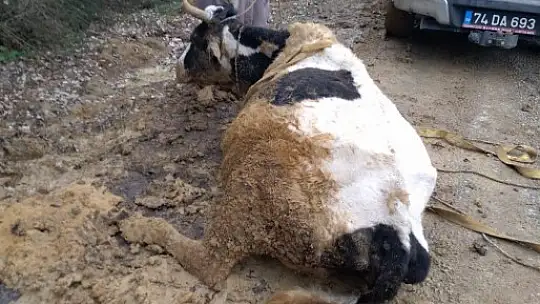 Çamura saplanan inek mahsur kaldı
