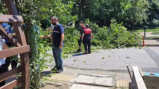 Çocukların üzerine ağaç devrildi