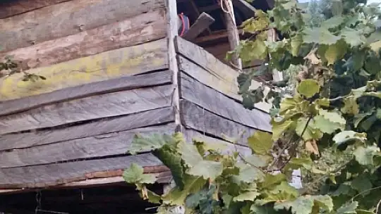 Fındık bahçesinde yakalandı