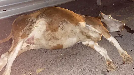 Yola çıkan hayvana araba çarptı