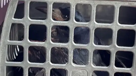 Kanadı Misinaya Takılan Karga Kurtarıldı