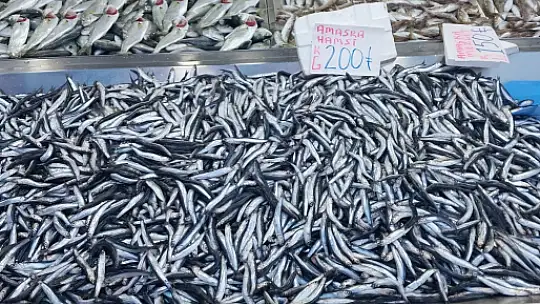 Hamsi uçuşa geçti