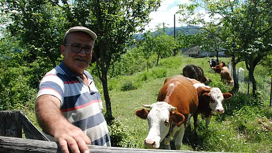 Bartın'da şap vakası