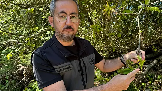 Terminatör böcekler salındı