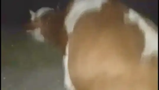 Katliam gibi kaza