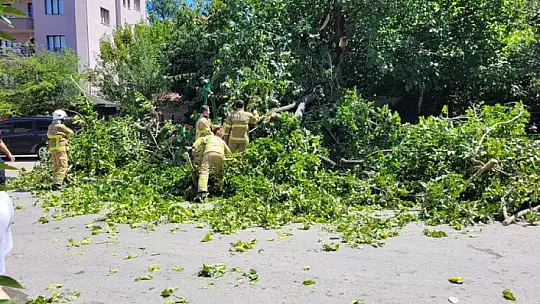 Çocukların üzerine ağaç devrildi