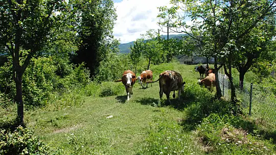 Bartın'da şap vakası