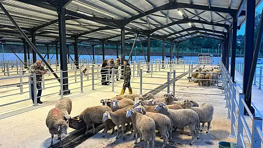 Modern hayvan pazarı faaliyete geçti