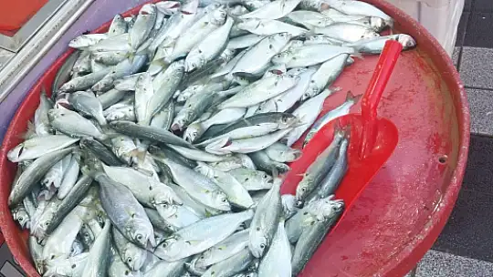 Hamsi fiyatıyla yüzleri güldürdü
