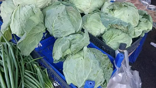 Hamsi uçuşa geçti