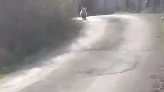 Köye İnen Yavru Bozayı Böyle Görüntülendi