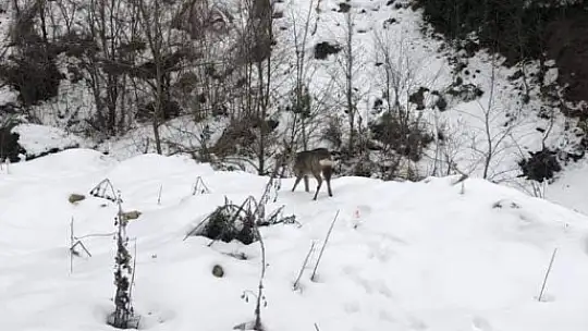 Evin yakınına kadar geldi
