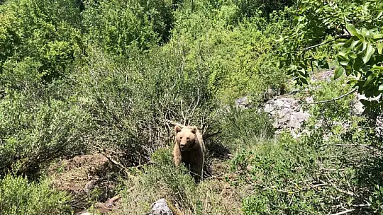 Koca oğlan kapana yakalandı