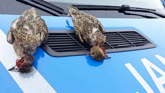 Koruma altındaki kuşları vurdular