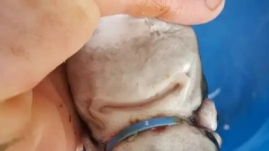 Denize atılan çöplerin akıbeti