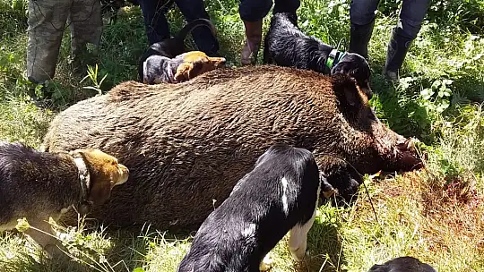 Dev domuz avcılardan kaçamadı