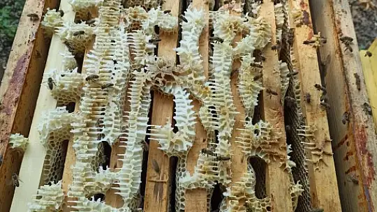 Hakiki kestane balı ve propolis Asar Arıcılık'ta