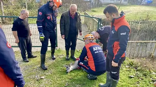 Kanala düşen karacaya operasyon