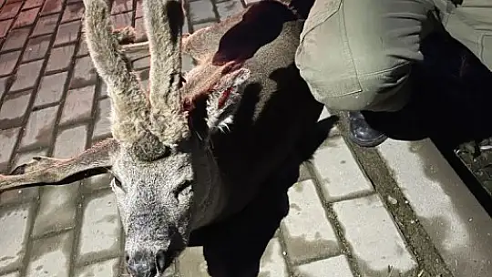 Yola atladı, araba çarptı