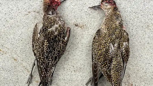 Koruma altındaki kuşları vurdular