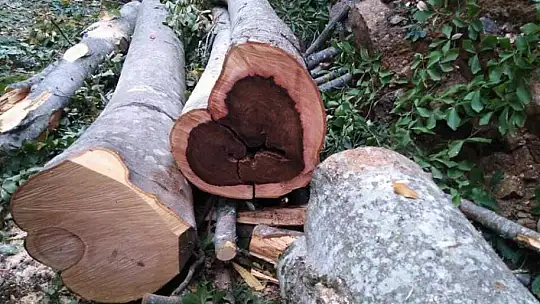 Görünce büyük şaşkınlık yaşadı