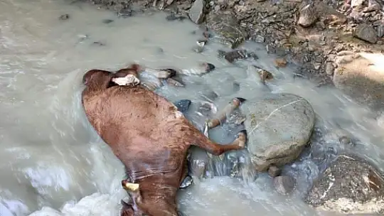 Derede ölü halde bulundu