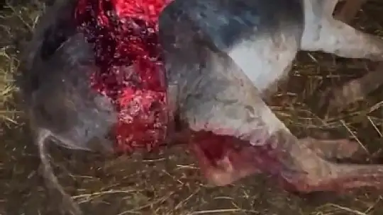 Güpegündüz saldırıya uğradı