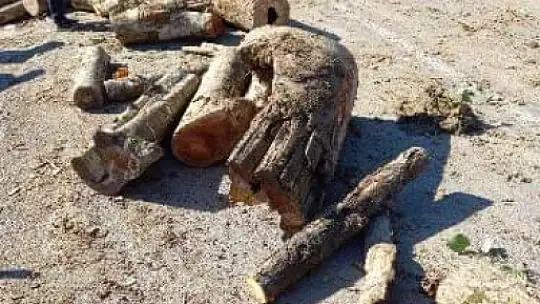 Tomruklar yola saçıldı