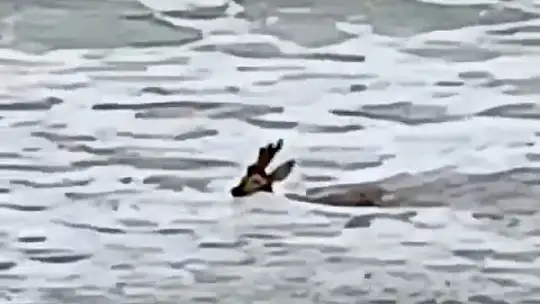Denize düştü, görenler büyük korku yaşadı