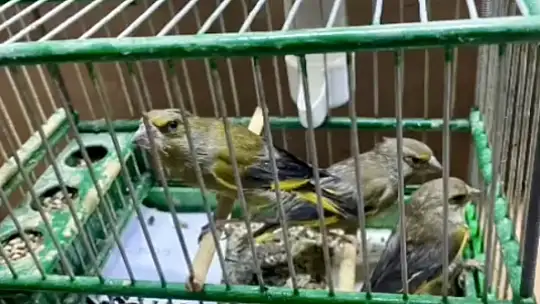 Bartın'da kuş avcısına baskın